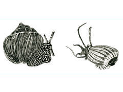 Box art for Mollusca