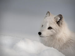 Box art for Polar Fox