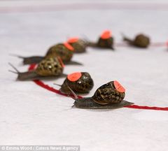 box art for Snail Racers