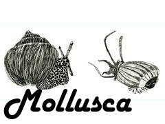 Box art for Mollusca
