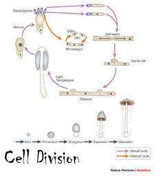 Box art for Cell Division