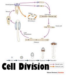 Box art for Cell Division